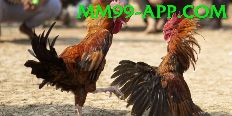 Trường Đấu Đá Gà Chuyên Nghiệp - Game sinh tồn